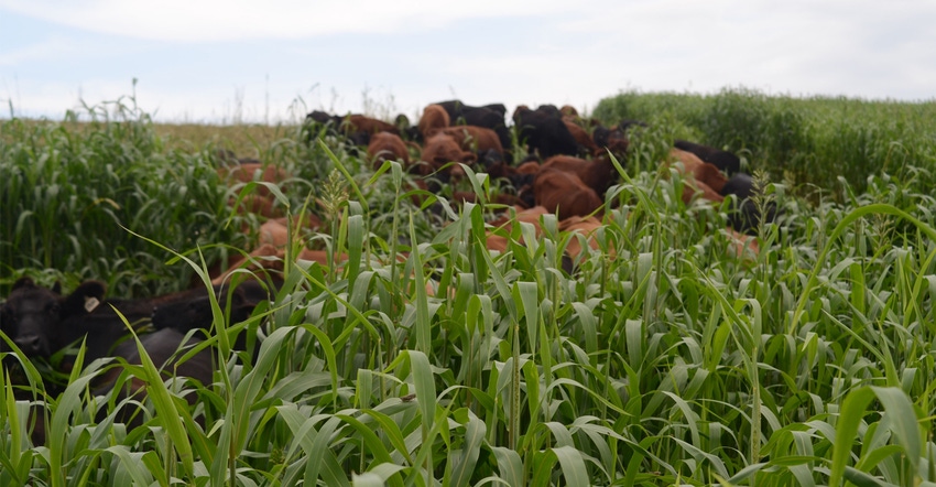 Cattle graze sorghum sudangrass on a farm in Iowa