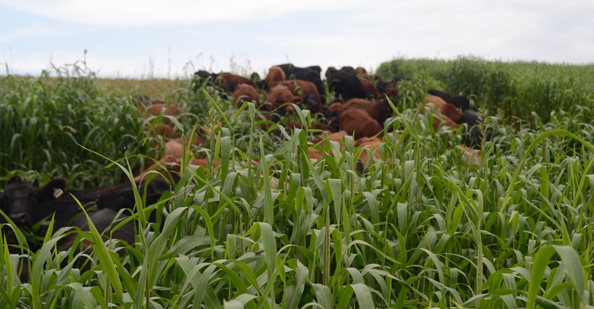 Cattle graze sorghum sudangrass on a farm in Iowa Cattle graze sorghum sudangrass on a farm in Iowa
