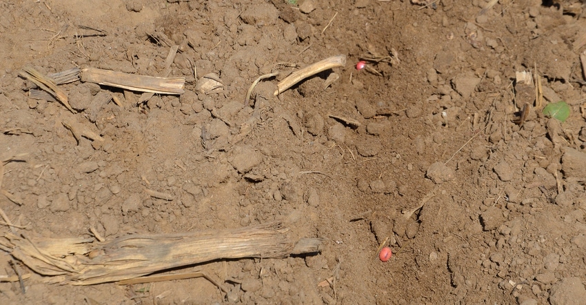 treated soybean seeds lying in soil
