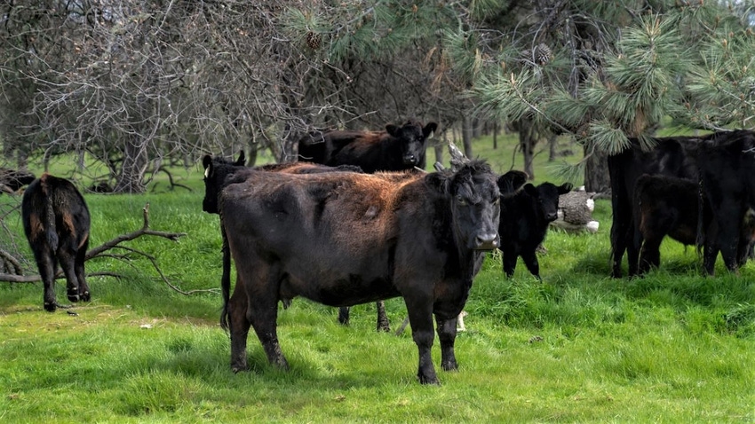WFP-UC-local-meat.jpg WFP-UC-local-meat.jpg
