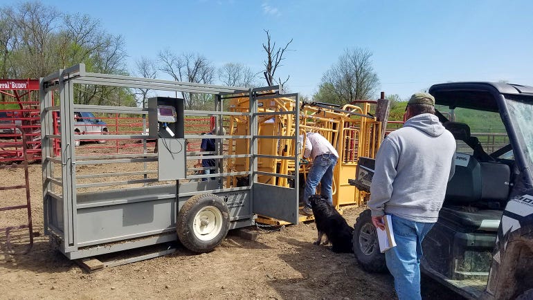 Jim Humphrey guiding a calf from the cattle chute to be weighed
