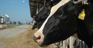 closeup of dairy cows