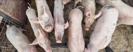 pork_board_approves_antibiotics_policy_new_officers_1_635689382482737774.jpg