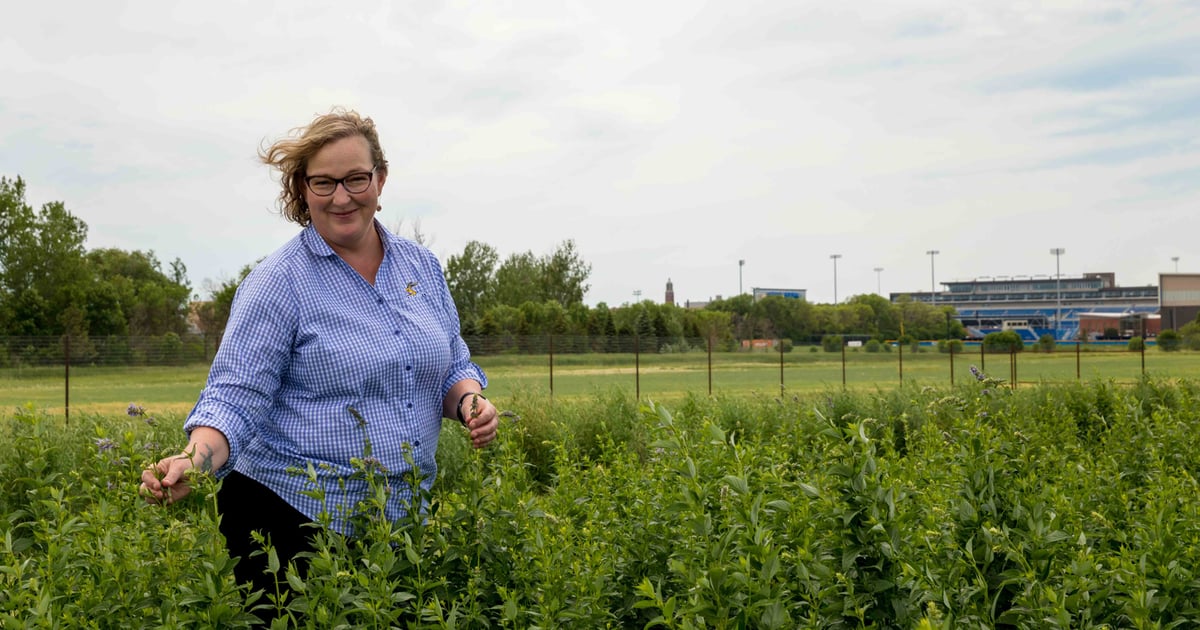 Wildflower project can aid profits, soil