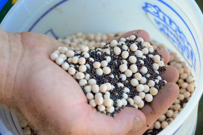 A hand full of large seeds and canola seeds