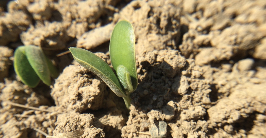 Early-Soybean-Growth-Feature-1540x800@2x_0.jpg Early-Soybean-Growth-Feature-1540x800@2x_0.jpg
