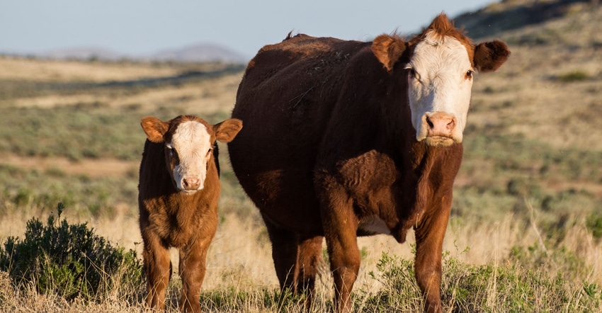 Hereford cattle on open range, mother and calf