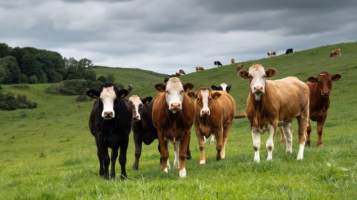 Does the cattle market see an open gate?
