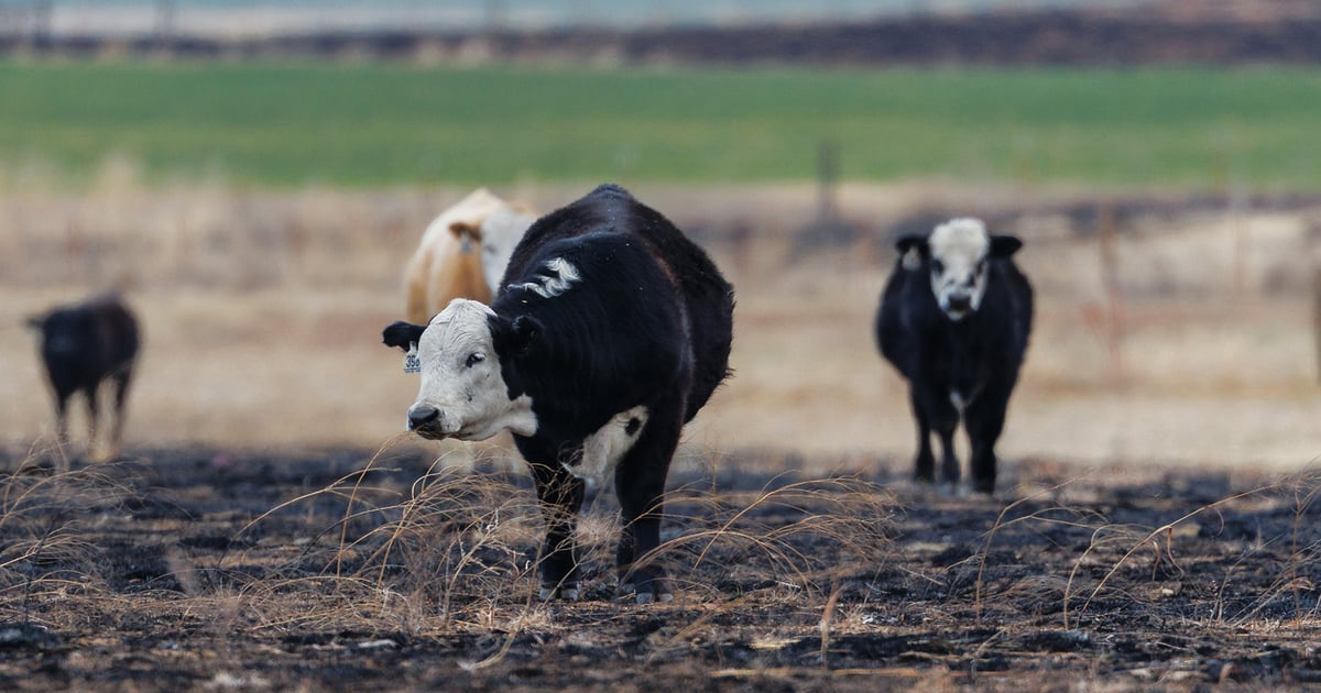 OSU Extension offers wildfire livestock safety guidance