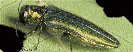 emerald_ash_borer_found_yet_another_county_iowa_1_635930575652652000.gif