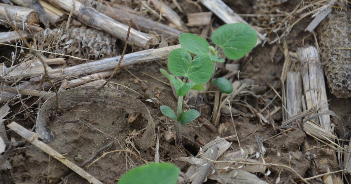 Get quick soybean stand counts in the field