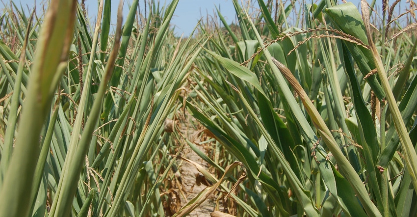 corn plants with rolled leaves due to severe drought