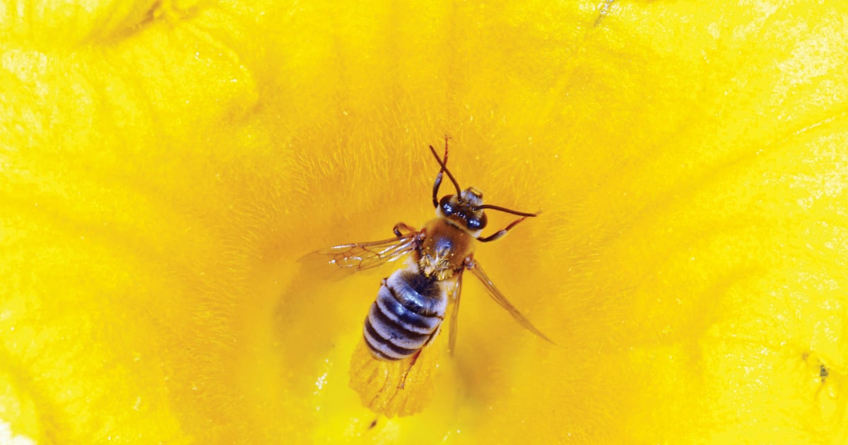 Crop planter dust reduction may reduce pollinator threats