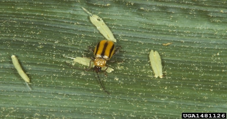 Scout Cornfields for Rootworm Beetles Now