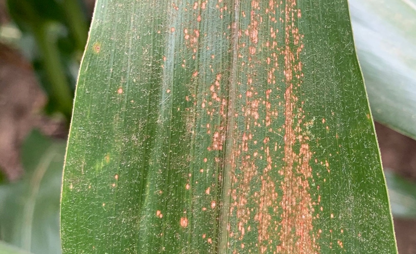 kemerait-corn-disease-confused-a-a.jpg.jpg kemerait-corn-disease-confused-a-a.jpg.jpg