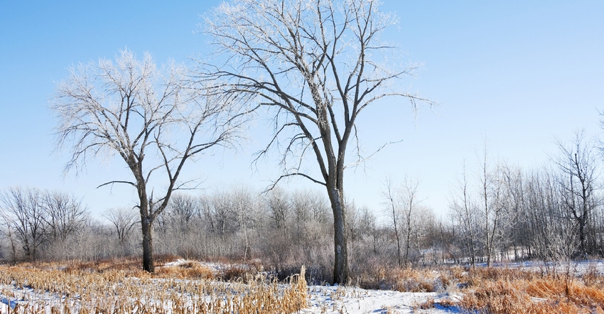 cornfield and frosty trees