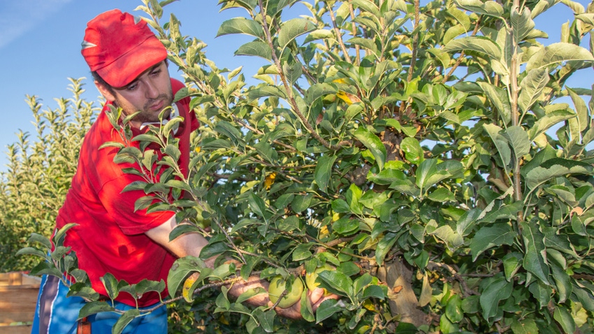 man in red shirt and hat picking apples from a tree against a blue sky