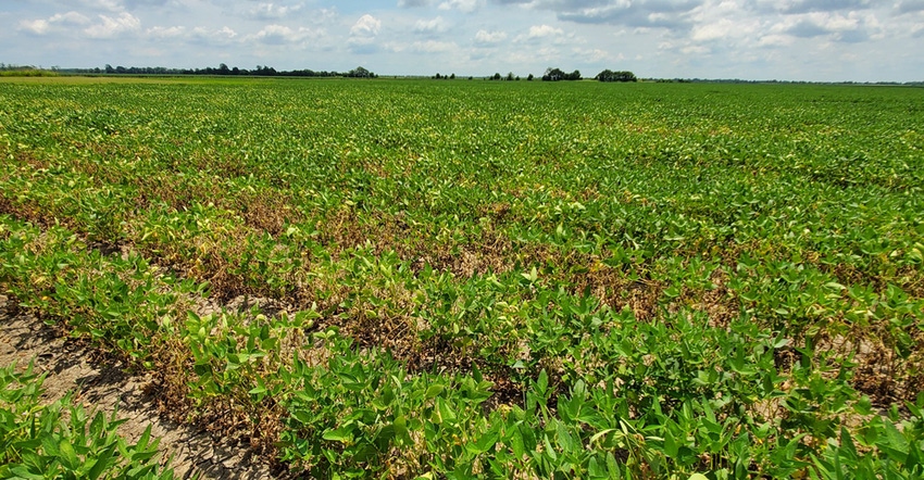 SPURLOCK_PHYTOPHTHORA_2.jpg SPURLOCK_PHYTOPHTHORA_2.jpg