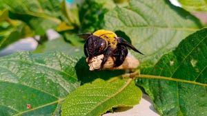 carpenter bee on the branch of a tree