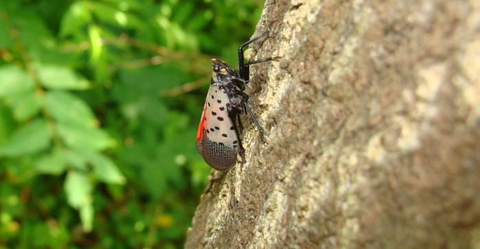 spotted lanternfly feeding on tree of heaven