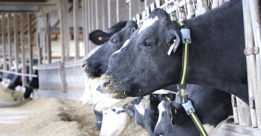 Dairy cows at feeder