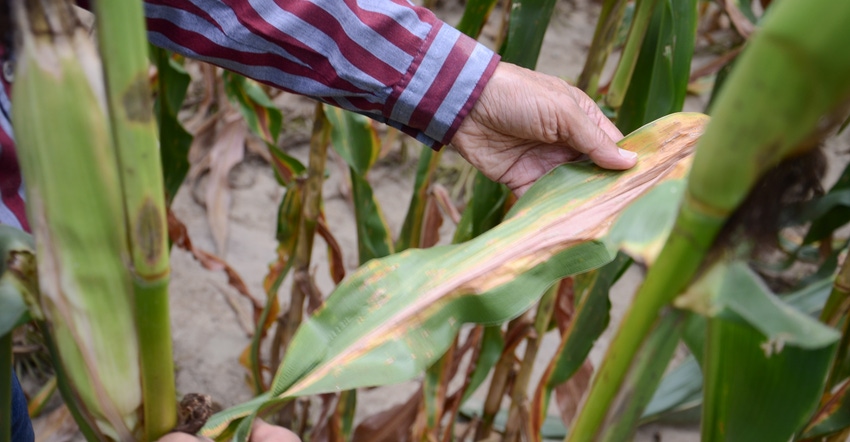 corn plants showing nitrogen deficiency 