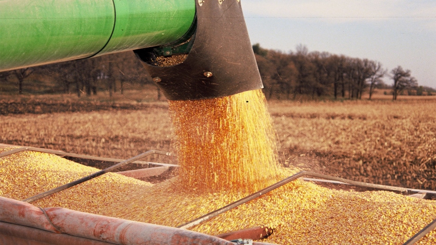 corn being harvested