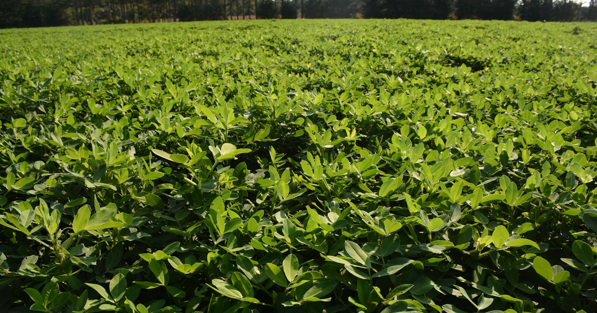Priorities for new peanut ground Apply inoculant, check zinc levels