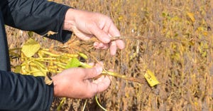 two hands hold soybean plant ready to harvest