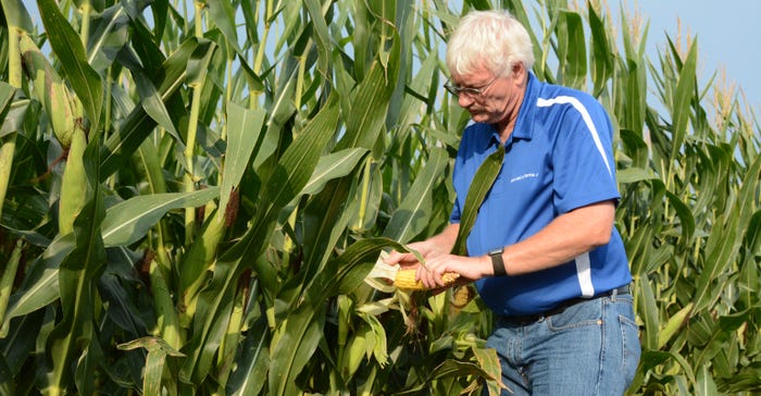 Kenneth Hartman Jr. checks corn growing in the field