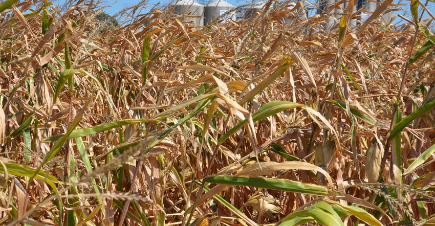 mature cornstalks damaged by a windstorm