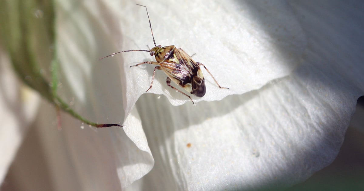 Cotton Storage Insect Cotton insect update