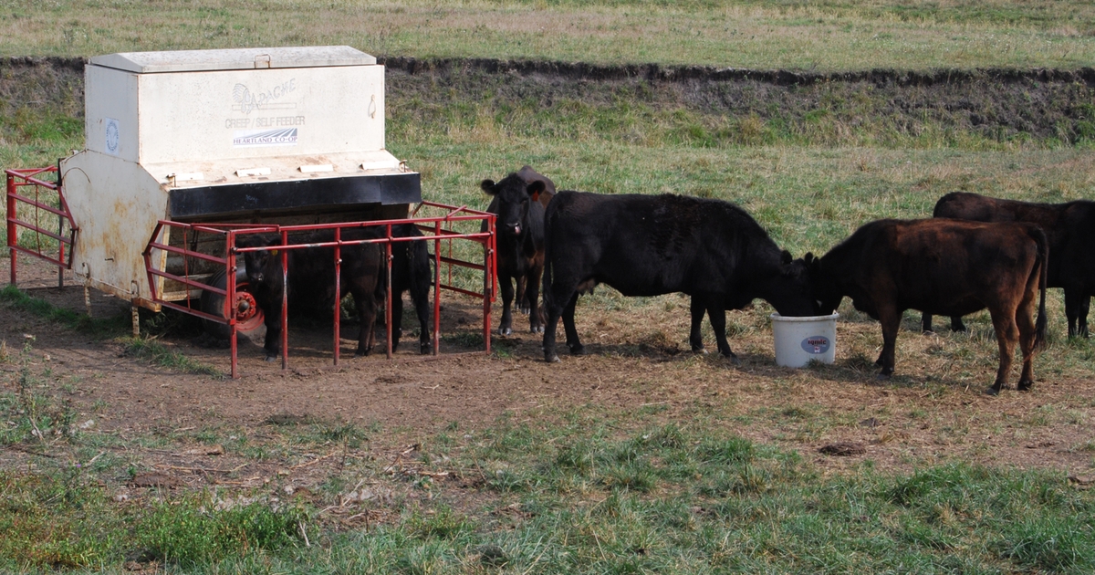 Cull cow prices should rise in 2018