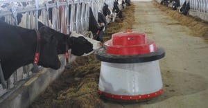 cows at feeder