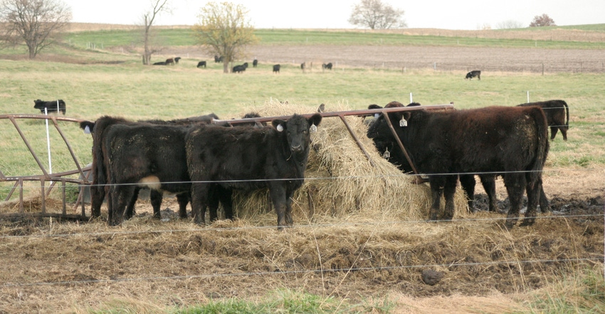 cattle in hay ring feeder