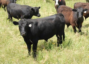 Medium-sized steers on pasture