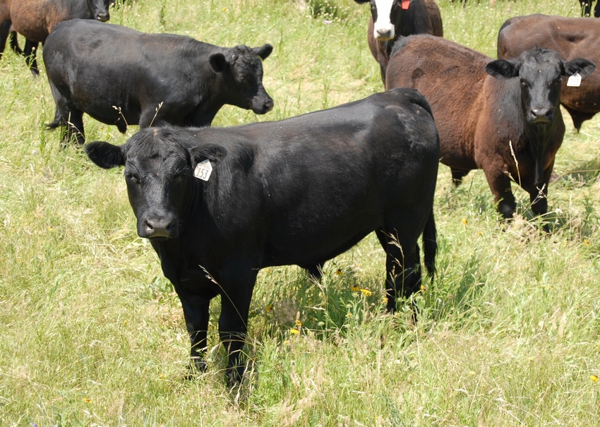 Medium-sized steers on pasture