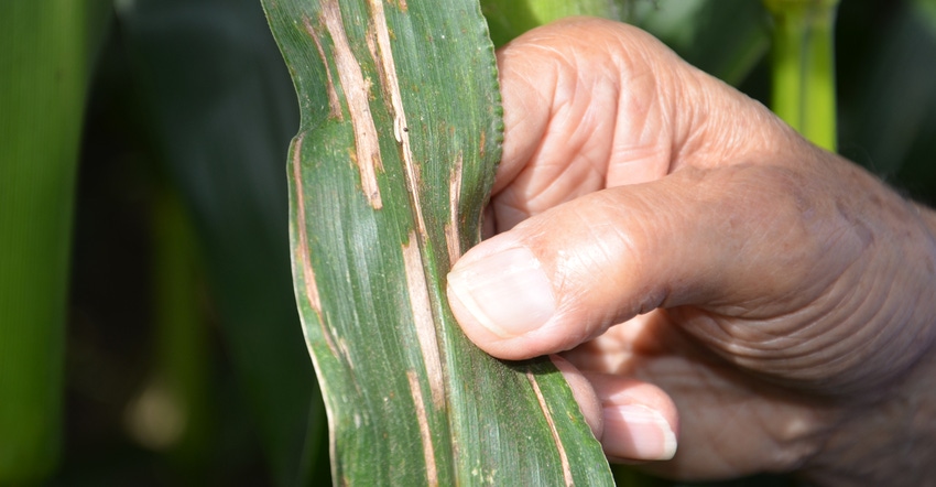 gray leaf spot lesions on corn leaf