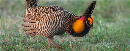 aerial_surveys_ongoing_check_numbers_lesser_prairie_chickens_1_635944552705235510.jpg