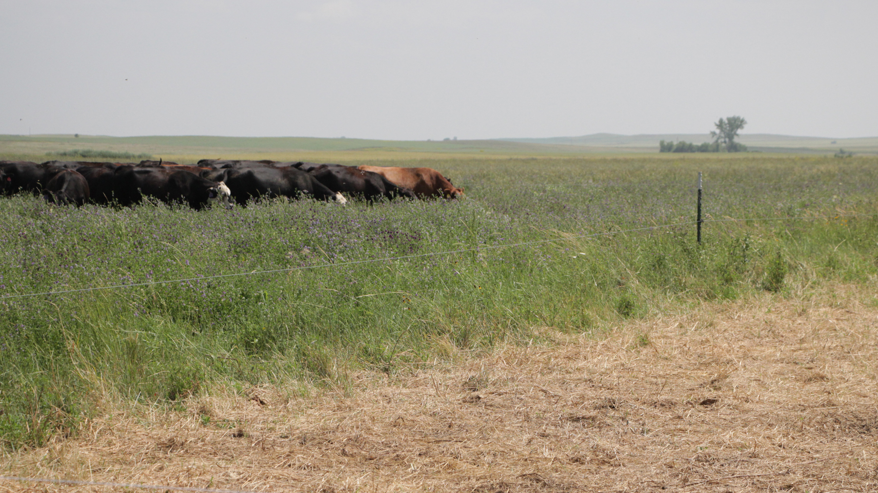 Boost ranch profitability and sustainability with holistic management
