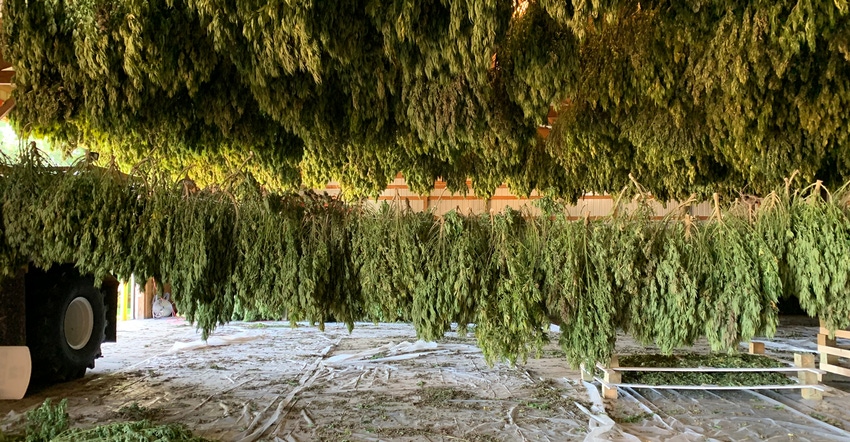 bunches of hemp hang drying 