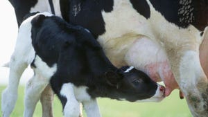 A Holstein calf nurses from its mothers udder