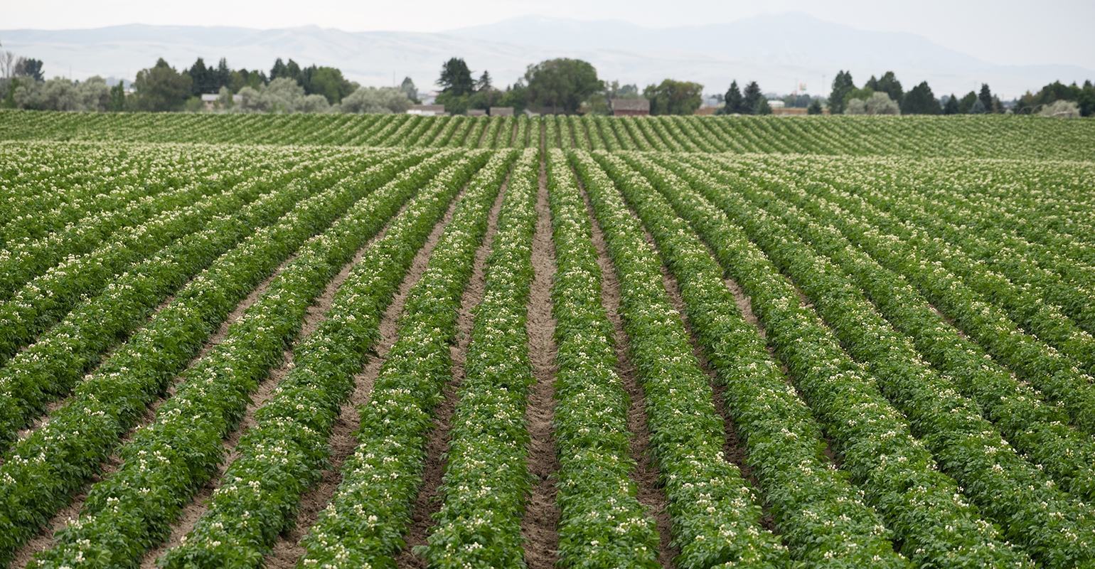 Syngenta Rolls Out Potato Seed Treatment With New Tech