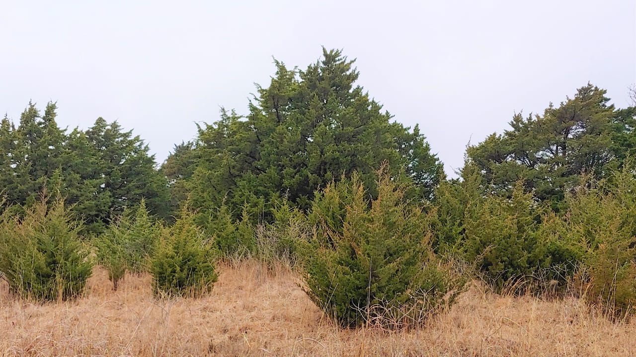 Mn Cedar Invasive Eastern red cedar trees fuel spread of lone star tick