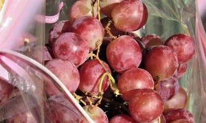 WFP-tim-hearden-grapes-health.JPG
