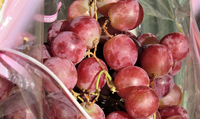 WFP-tim-hearden-grapes-health.JPG