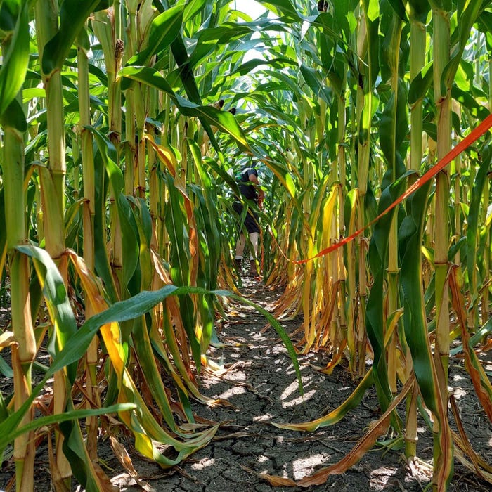 Looking down the row of a dry corn field
