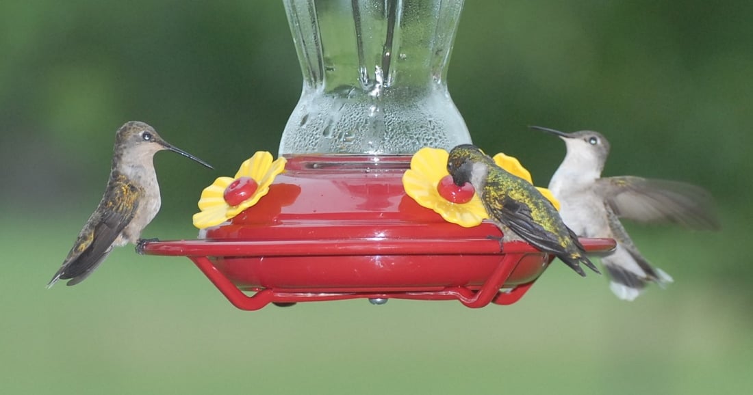 The wonder of hummingbirds and cows