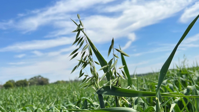 Oats in field.