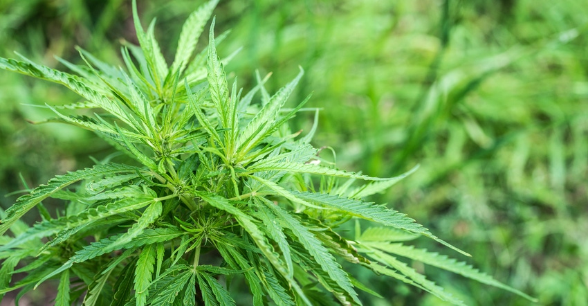 Hemp growing in field